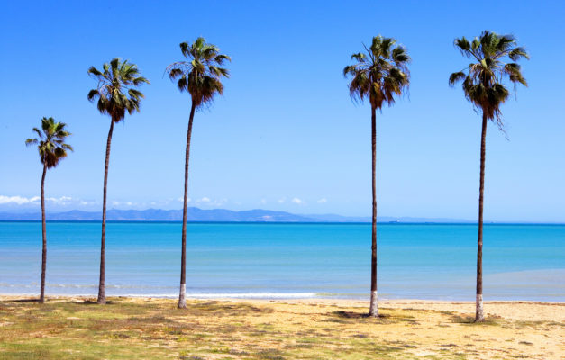 Tunesien Palmen