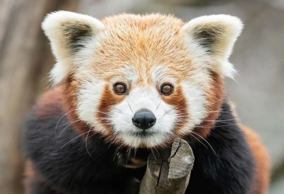 tiergarten-schoenbrunn-roter-panda