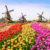 Niederlande Keukenhof Tulpen Windmühlen