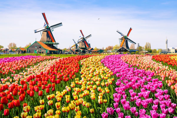 Niederlande Keukenhof Tulpen Windmühlen