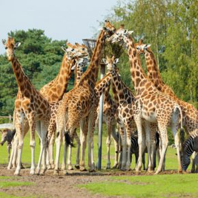 Niederlande: 4 Tage Safaripark in Brabant mit Chalet & FunCard ab 32€