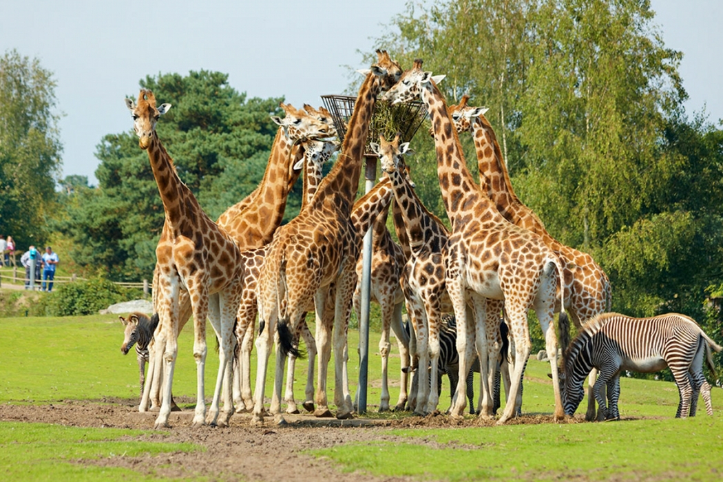tierpark safari holland