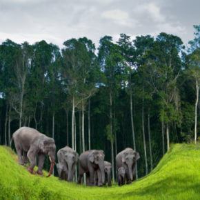 Die Elefanteninsel Thailands: 15 Tage auf Koh Chang mit TOP Strandunterkunft & Flug nur 406€