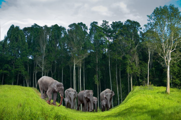 Koh Chang Elefanten