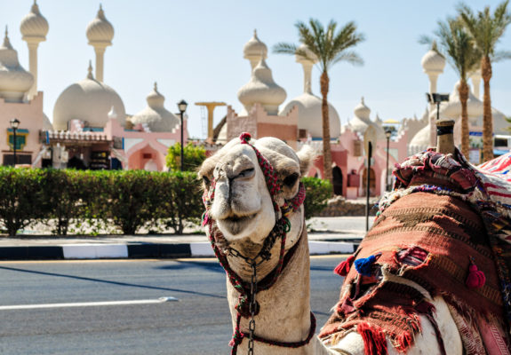 Ägypten Sharm el Sheikh Kamel