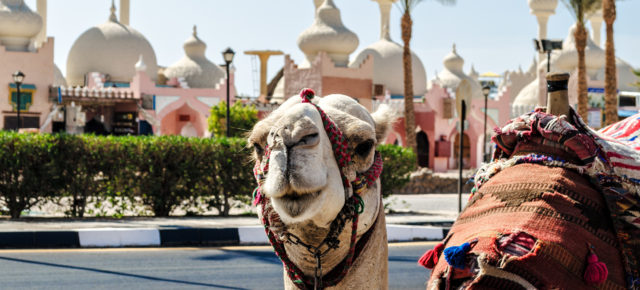 Sharm el Sheikh Tipps: Besucht das Bade- & Tauchparadies am Roten Meer