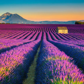 Provence zur Lavendelblüte: Hin- & Rückflüge nach Nizza nur [ut f="price"]€