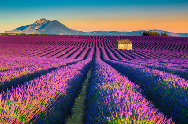 Frankreich Provence Lavendel Berge