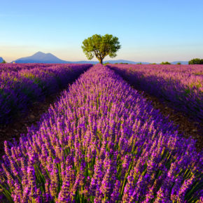 Im Sommer zur Lavendelblüte: 4 Tage Provence mit Unterkunft & Flug nur 86€