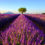 Zur Lavendelblüte in die Provence: 4 Tage übers Wochenende mit gutem Hotel nur 78€