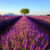 Frankreich Provence Lavendel Sonnenaufgang