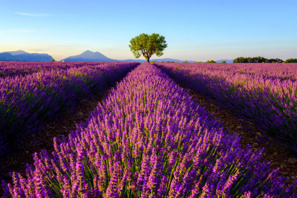 Frankreich Provence Lavendel Sonnenaufgang