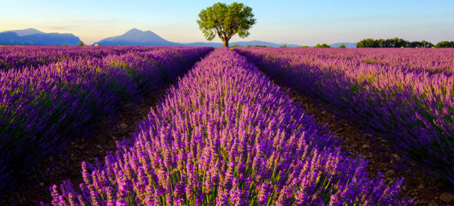 Zur Lavendelblüte in die Provence: 4 Tage übers Wochenende mit gutem Hotel nur 81€
