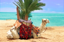 Urlaub unter Palmen: 7 Tage Ägypten im tollen 4* Hotel mit All Inclusive, Flug & Transfe...
