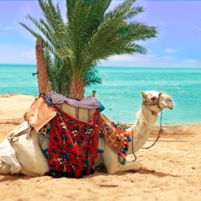 Urlaub unter Palmen: [ut f="duration"] Tage Ägypten im TOP [ut f="stars"]* Hotel mit [ut f="board"], Flug & Transfer nur [ut f="price"]€