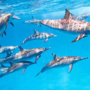 Ägypten: 7 Tage im 4* Hotel in Hurghada mit All Inclusive, Flug & Transfer nur 488€