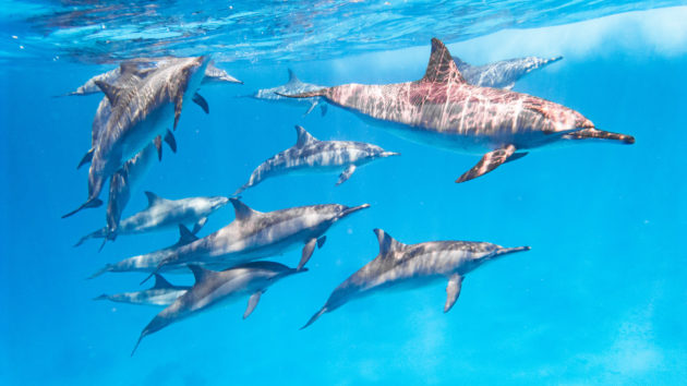Ägypten Delfine Tauchen