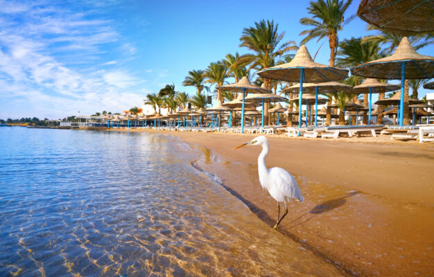 aegypten hurghada reiher strand