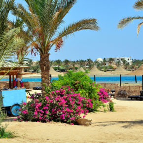 Ägypten Marsa Alam Blumen