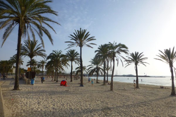 Mallorca El Arenal Strand Palme