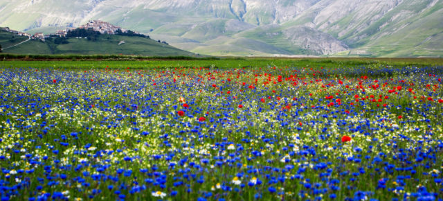 Einmaliges Naturereignis in Italien: Mohnblüte in Castelluccio