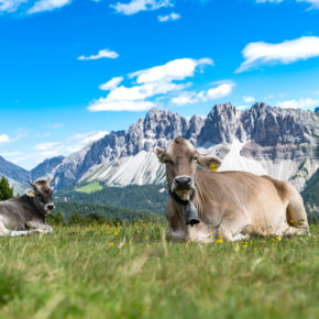 Italien Südtirol Dolomiten Kuh
