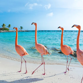 Karibik: 14 Tage Aruba in guten Hostel & Flug um 617€