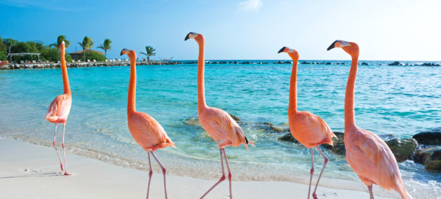 Aruba Tipps: Traumstrände & Sehenswürdigkeiten der Karibikinsel
