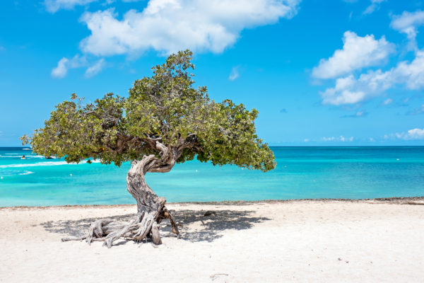 Aruba Divi Divi Baum