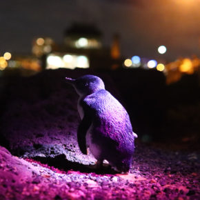 Australien Melbourne St. Kilda Pinguin