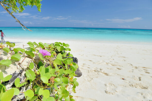 thailand khao lak strand tachai