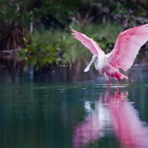 USA Everglades Nationalpark Löffler