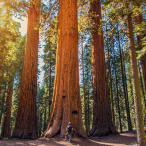 USA Kalifornien Giant Forest Sequoia Nationalpark
