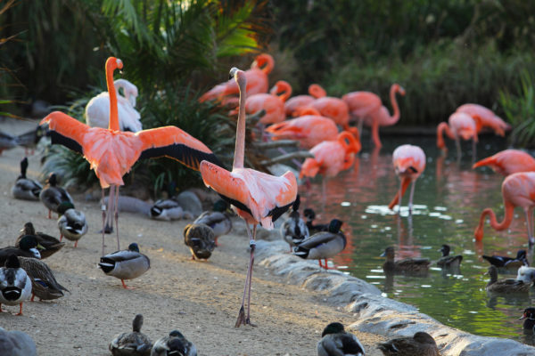 USA San Diego Flamingos