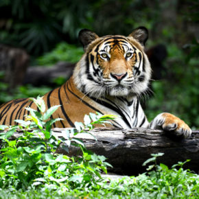 Die Top 10 der besten Zoos in Österreich Die Top 10 der besten Zoos in Österreich