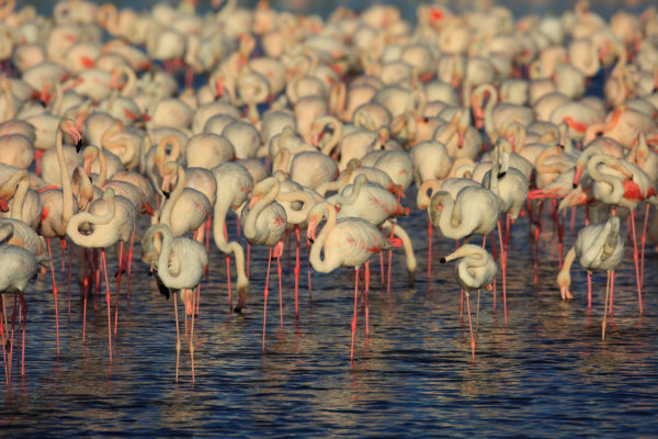 Dubai Flamingos