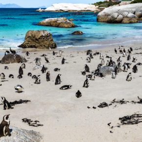 Pinguin-Party in Südafrika: 8 Tage nach Kapstadt mit guter Unterkunft & Flug nur 559€
