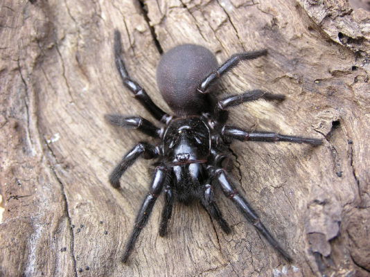 Australien Spinne