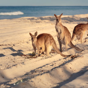 Australien Brisbane Känguru