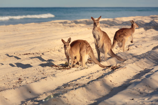 Australien Brisbane Känguru