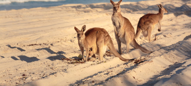Australien Guide: Tipps für Eure Reise nach Down Under