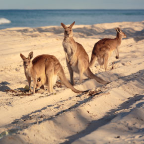 Australien Guide: Tipps für Eure Reise nach Down Under