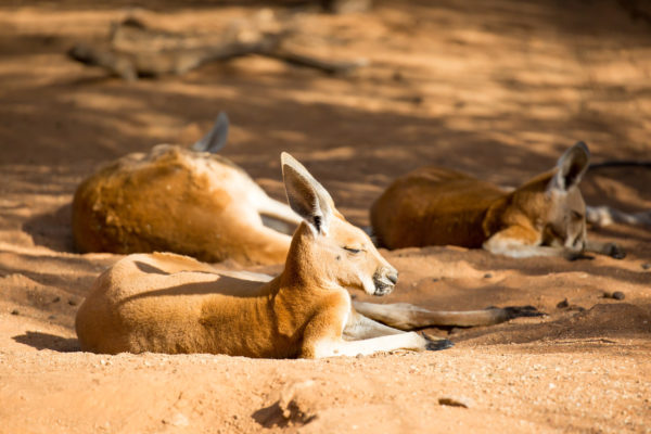 Australien Känguru