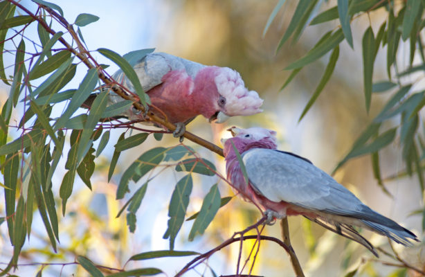 Australien Kakadu