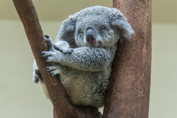 Australien Koala