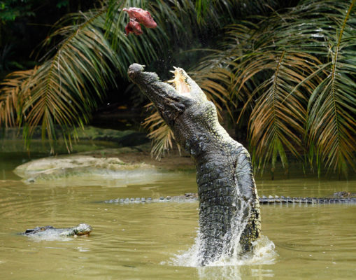 Australien Salzwasserkrokodil