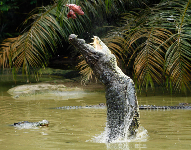 Die Top 5 der gefährlichsten Tiere Australiens Urlaubstracker.at