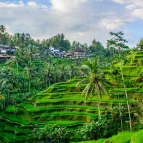 Indonesien Bali Ubud Taggallalang Terrasse