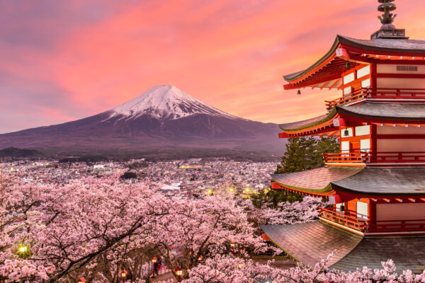 japan kirschbluete mit fuji im hintergrund