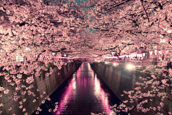 japan tokio kirschbluete